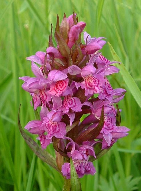 Annexe Dactylorhiza_majalis3.jpg