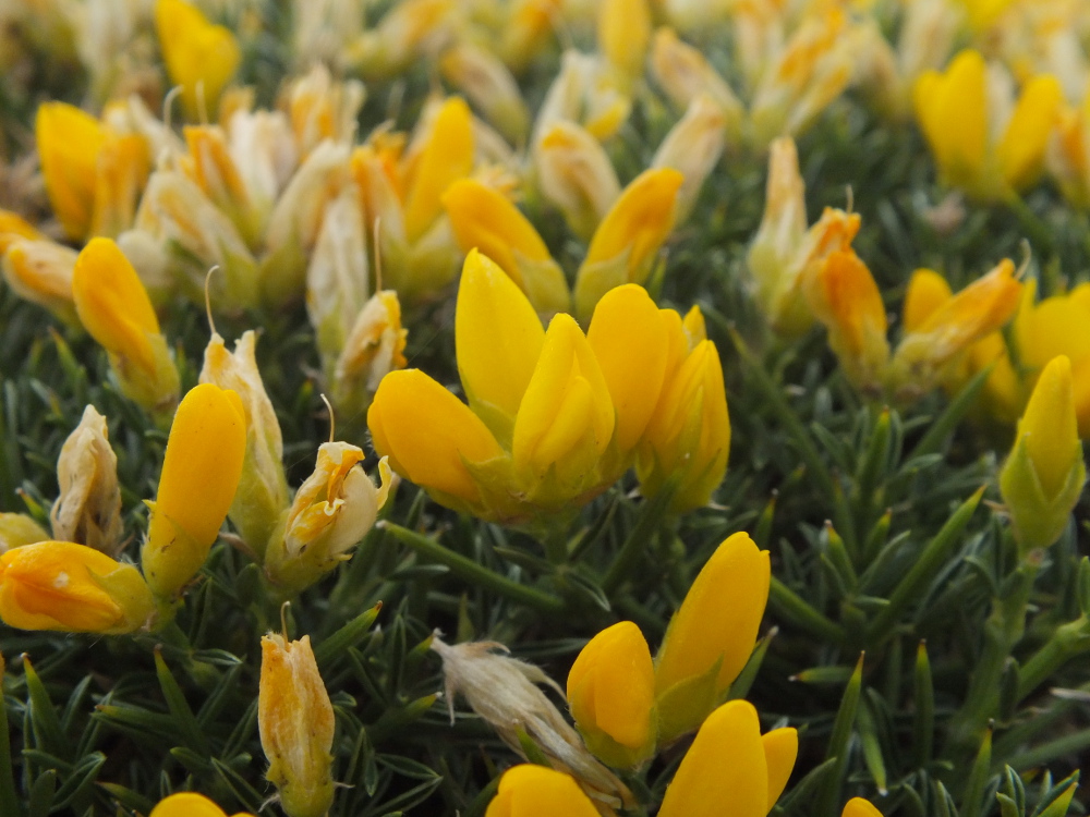 Annexe Équinospartum horridum Matthieur Gauvain PictoFlora 1.jpg