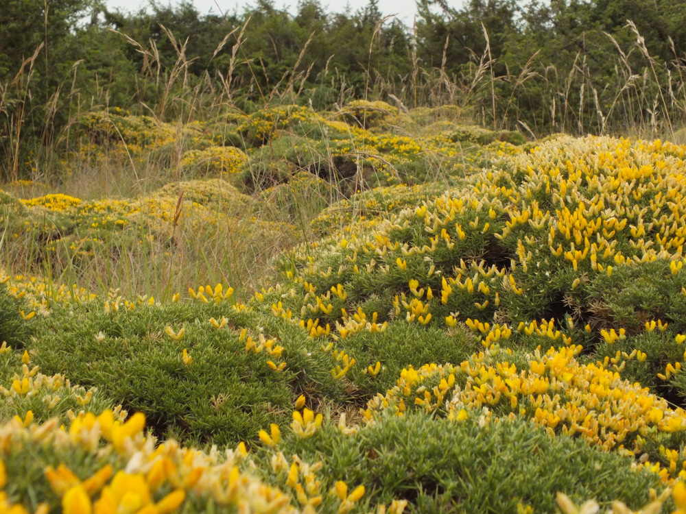 Annexe Équinospartum horridum Matthieur Gauvain PictoFlora 2.jpg