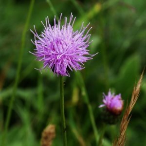 Annexe Sarratula 10.jpg