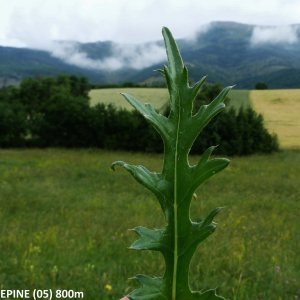 Annexe Sarratula 20.jpg