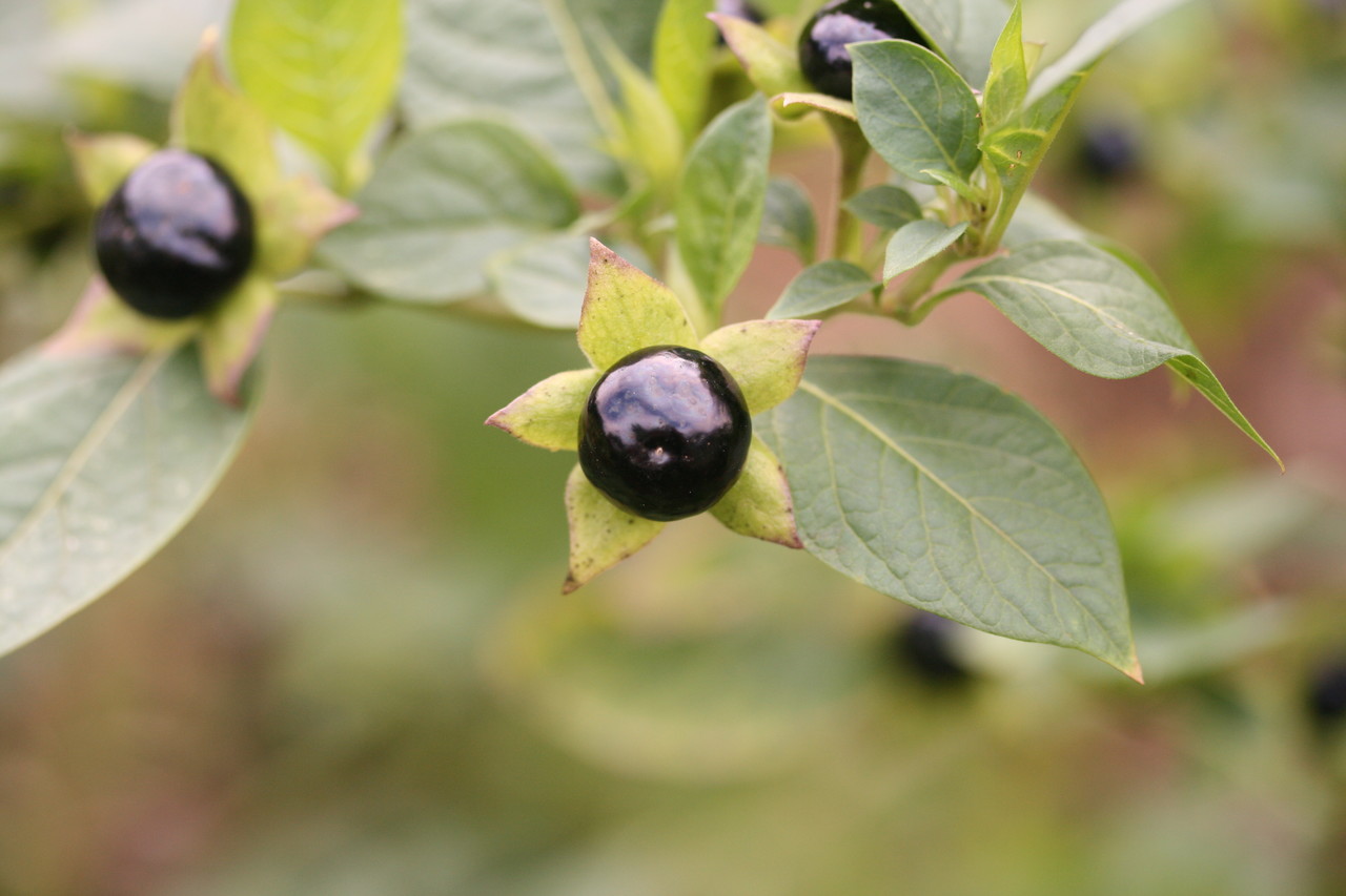 Annexe Atropa belladonna L., 1753 bis.jpg