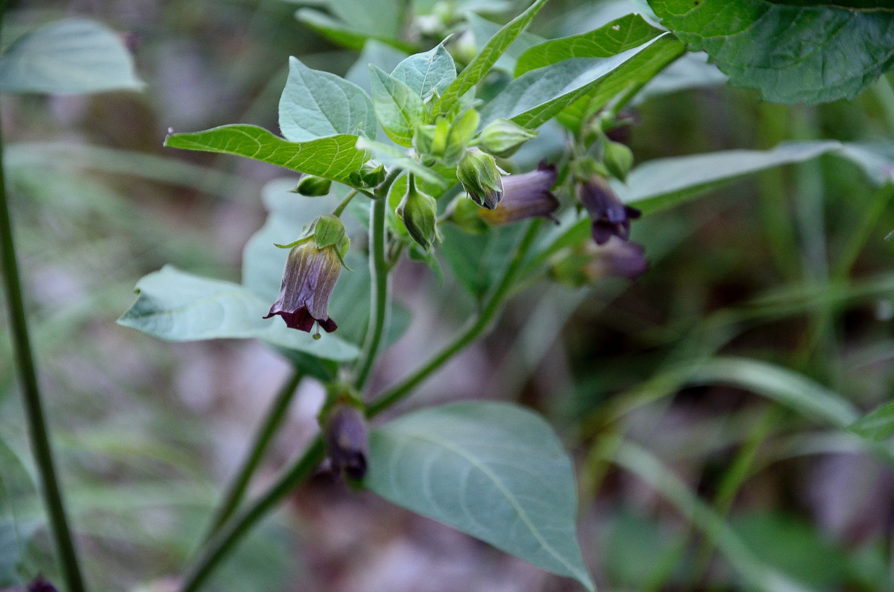 Annexe Atropa belladonna L., 1753.jpg
