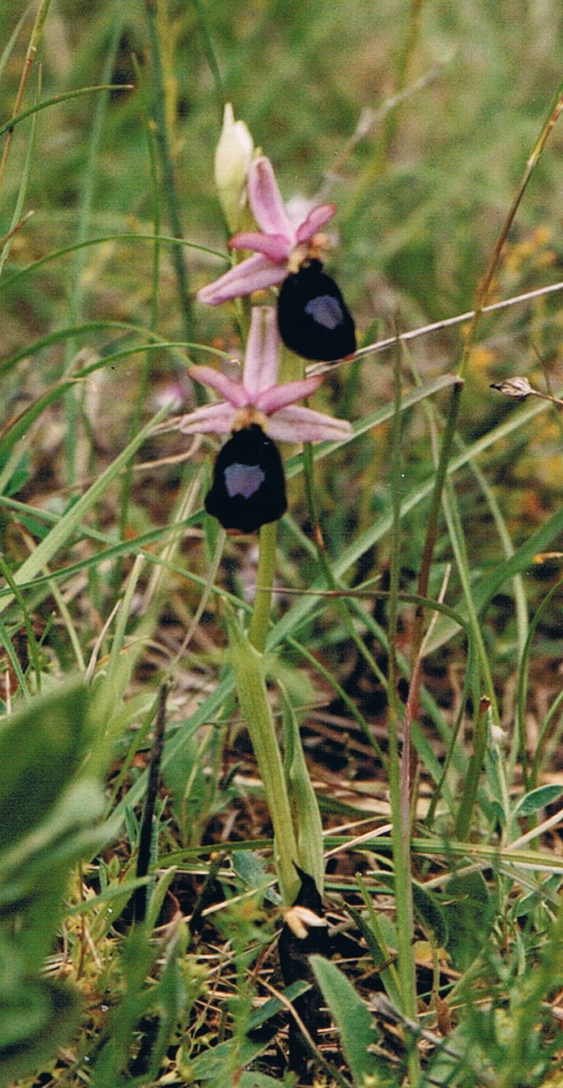 Annexe Ophrys aurelia.jpg