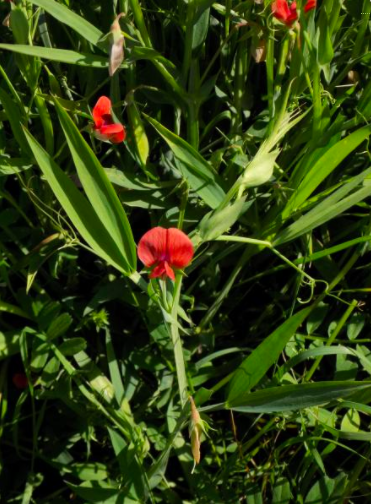 Annexe Capture d’écran 2020-04-27 à 10.44.22.png