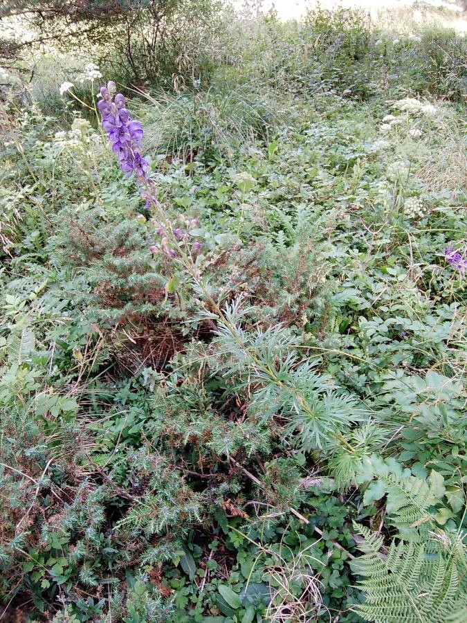 Annexe Aconitum_napellus.jpg