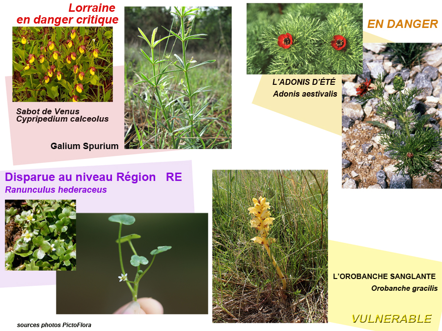 Annexe Lorraine - 5 especes en danger.jpg