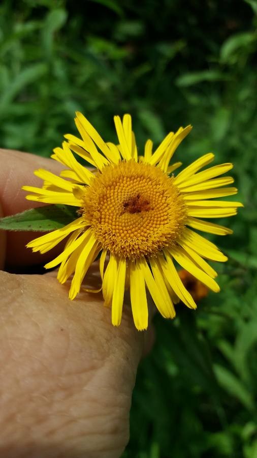 Annexe inula salicina.jpg