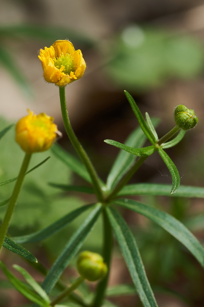 Annexe ranunculus auricomus L..jpg