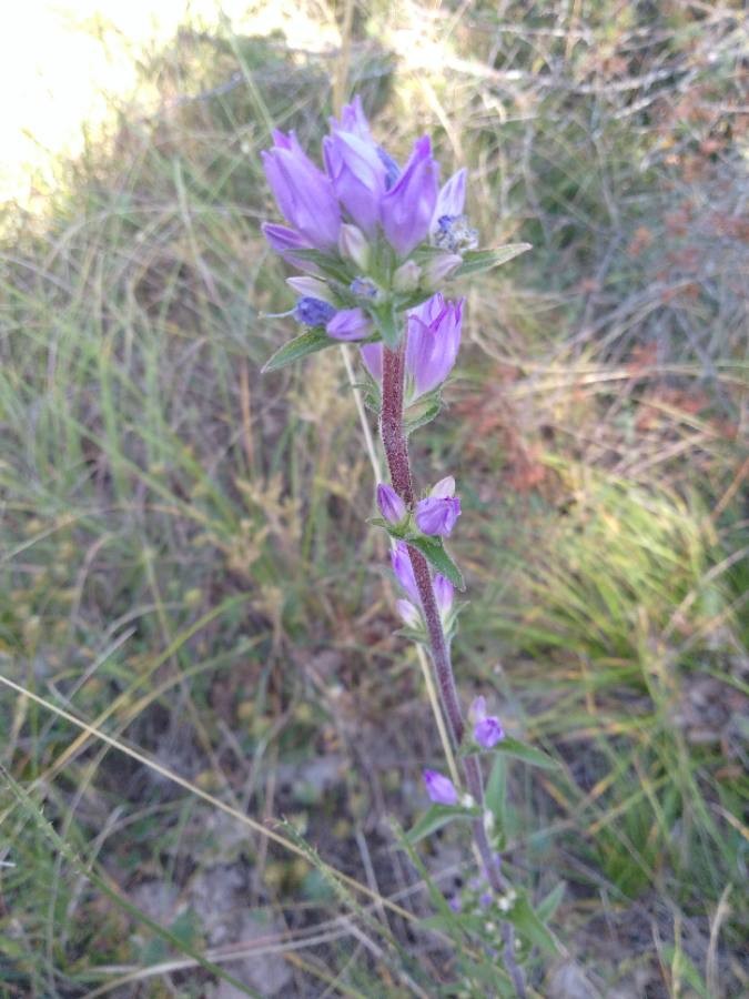 Annexe img_002213429O.jpg