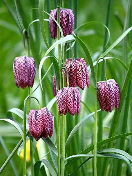 Annexe Fritillaria meleagris L.jpg