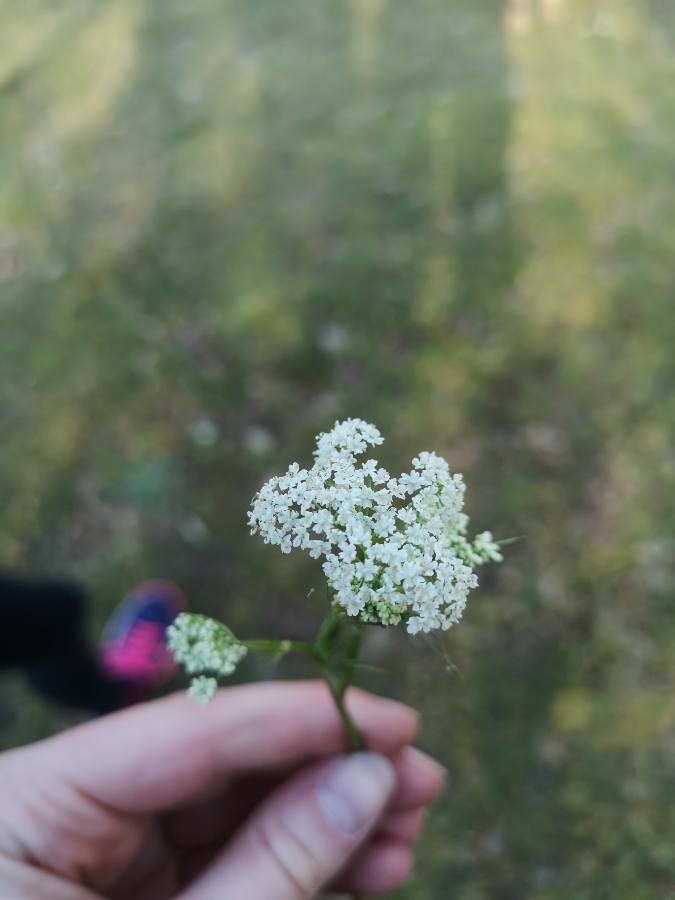 Annexe Achillea millefolium.jpg