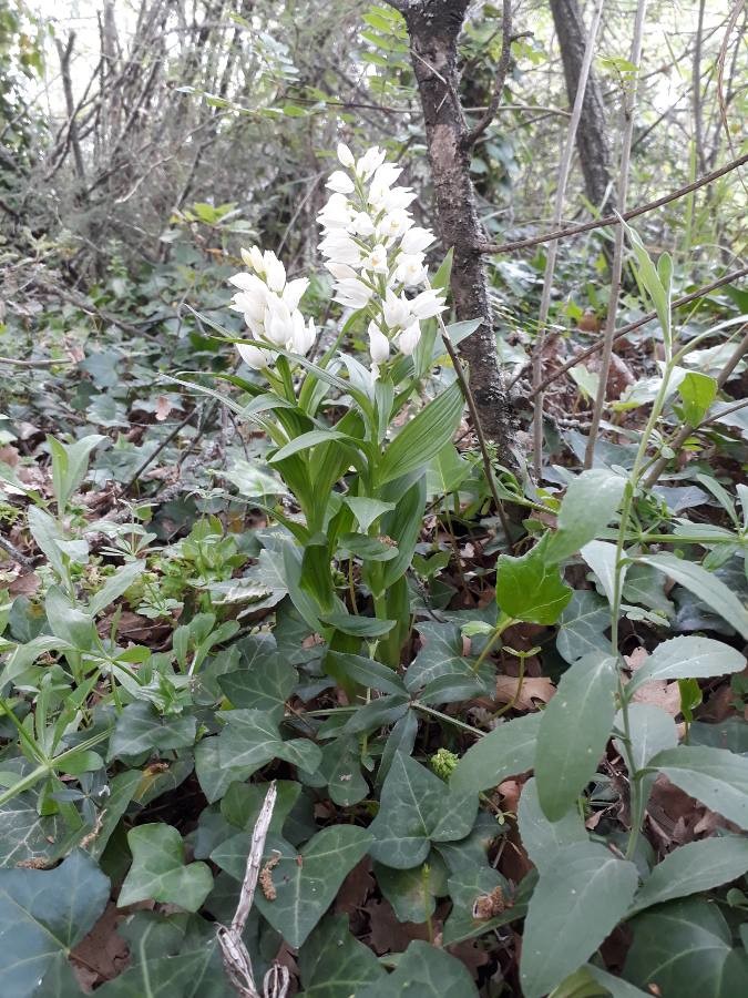 Annexe Cephalanthera longifolia.jpg