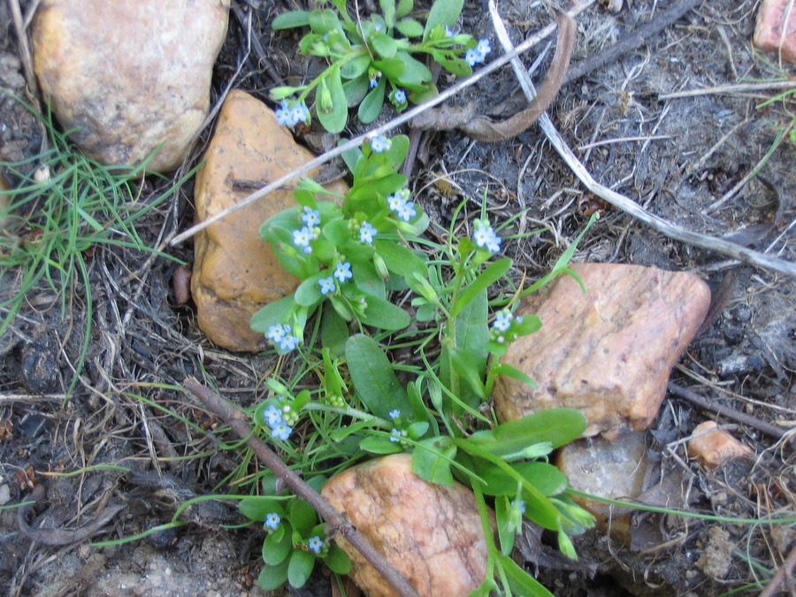 Annexe Myosotis sicula.jpg