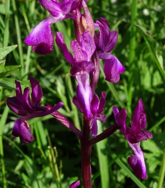 Annexe anacamptis.jpg