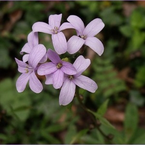 Annexe Cardamine bulbifera.jpg