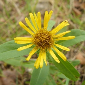 Annexe Inula britannica.jpg