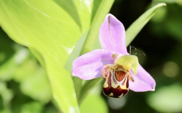 Annexe Ophrys apifera.jpeg
