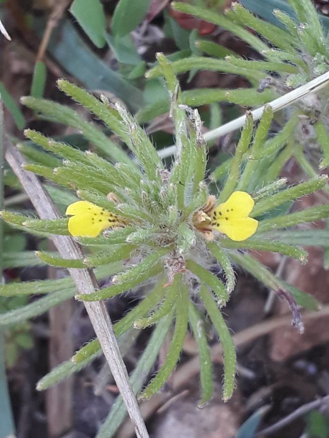 Annexe Bugle petit-pin.jpg