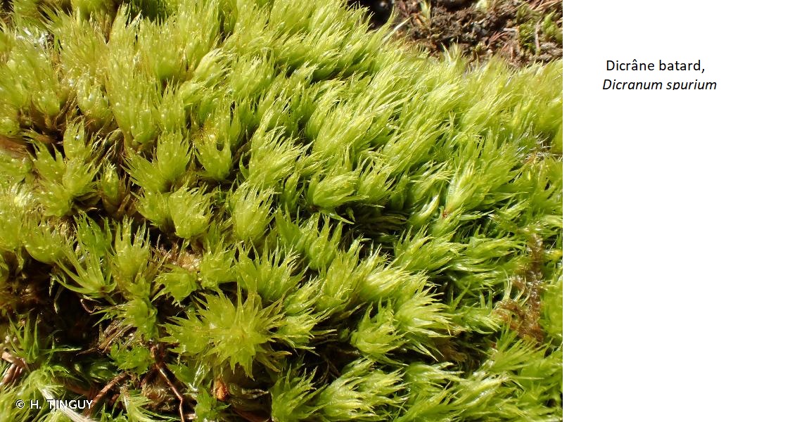 Annexe dicranum spurium.jpg