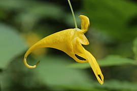 Annexe 270px-Touch-me-not_Balsam_-_Impatiens_noli-tangere_-_panoramio.jpg