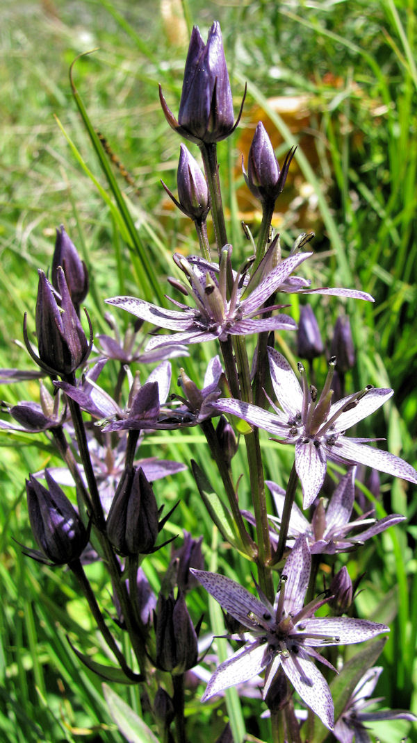 Annexe 2012-08-10 cheval-noir red.jpg