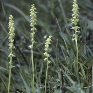Annexe Herminium monorchis CR.jpg