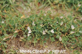 Annexe Trifolium ornithopoides CR.jpg