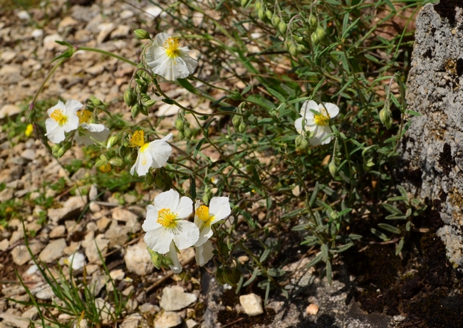 Annexe DSC_4060 Hélianthème des Appennins.JPG