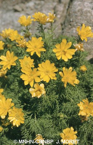 Annexe Adonis pyrenaica.jpg