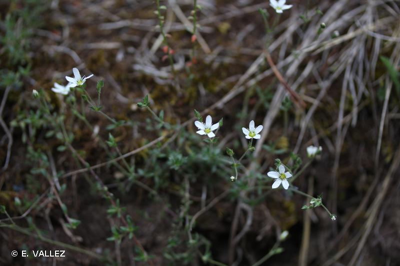 Annexe Arenaria ligericina.jpg