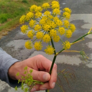 Annexe img000853913CRS.jpg