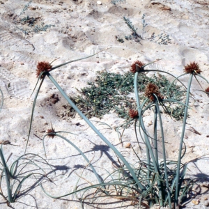 Annexe img002342452CRS.jpg