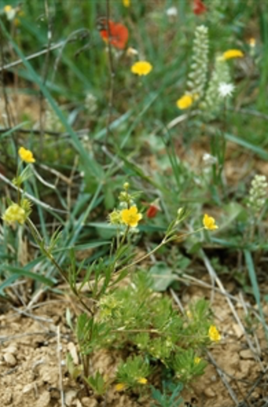 Annexe Capture décran 2020-04-30 12.36.02.png