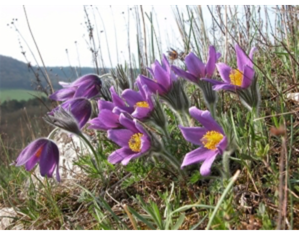 Annexe Capture décran 2020-04-30 12.46.02.png