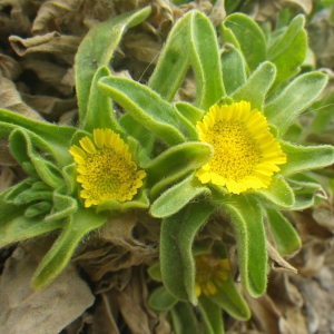 Annexe img002222593CRS.jpg