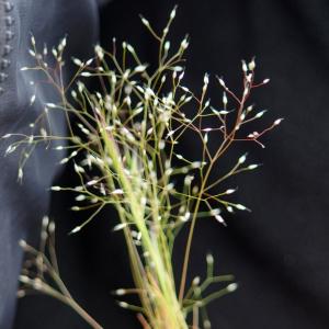 Annexe img002298203CRS.jpg