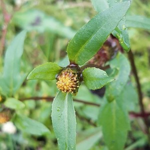 Annexe img002375498CRS.jpg