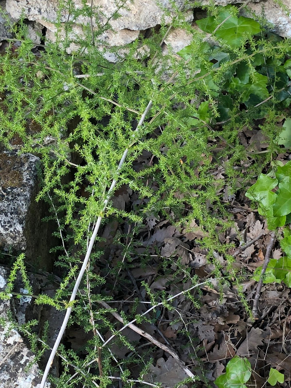 Annexe asperge sauvage.jpeg