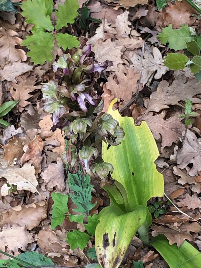 Annexe orchidée geant.jpeg