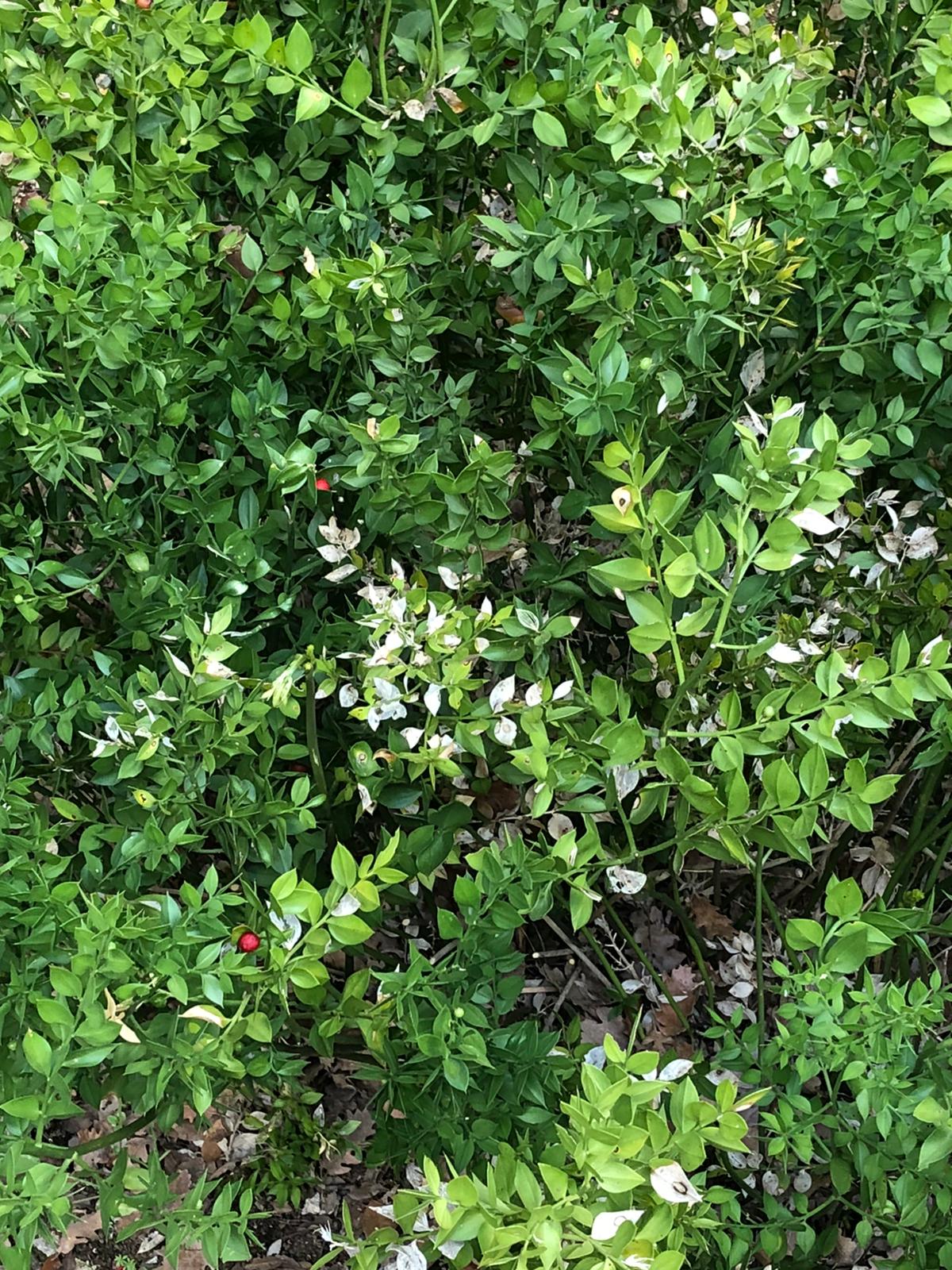 Annexe petit houx.jpeg