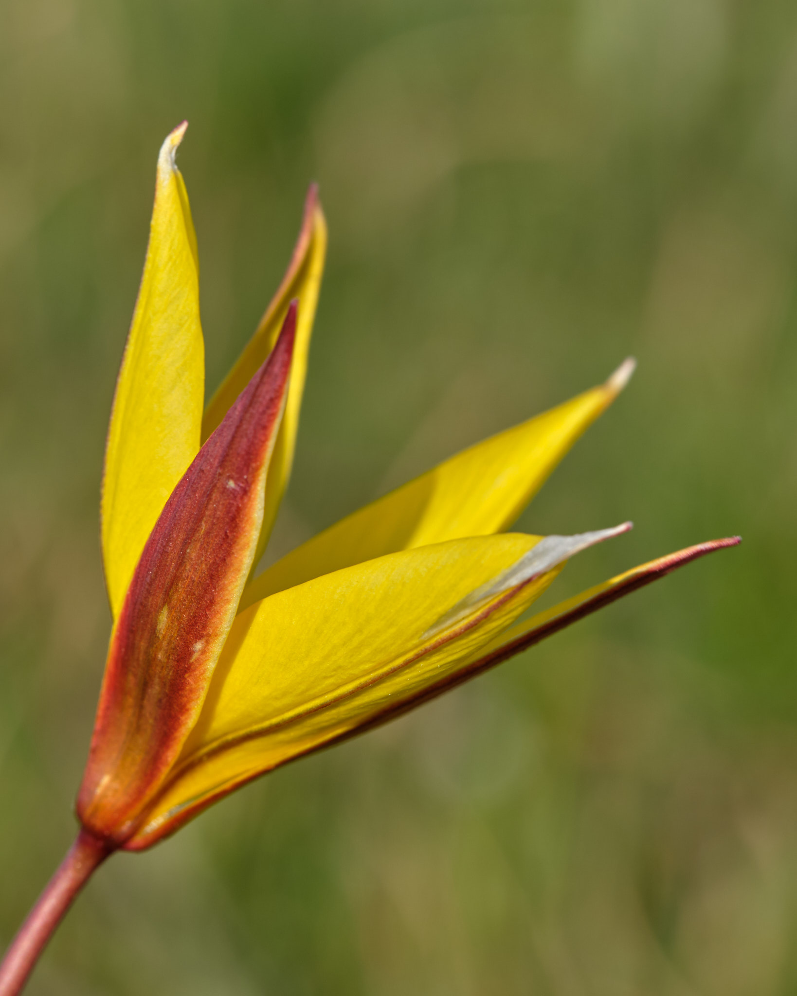 Annexe tulipe australis (sylvetris).jpg