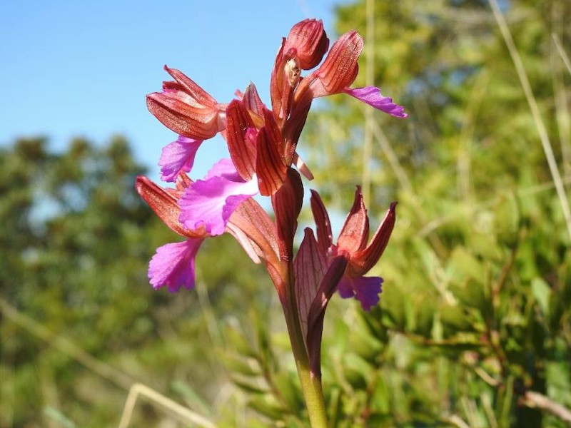 Annexe Anacamptis papilionacea bateman et al.jpg