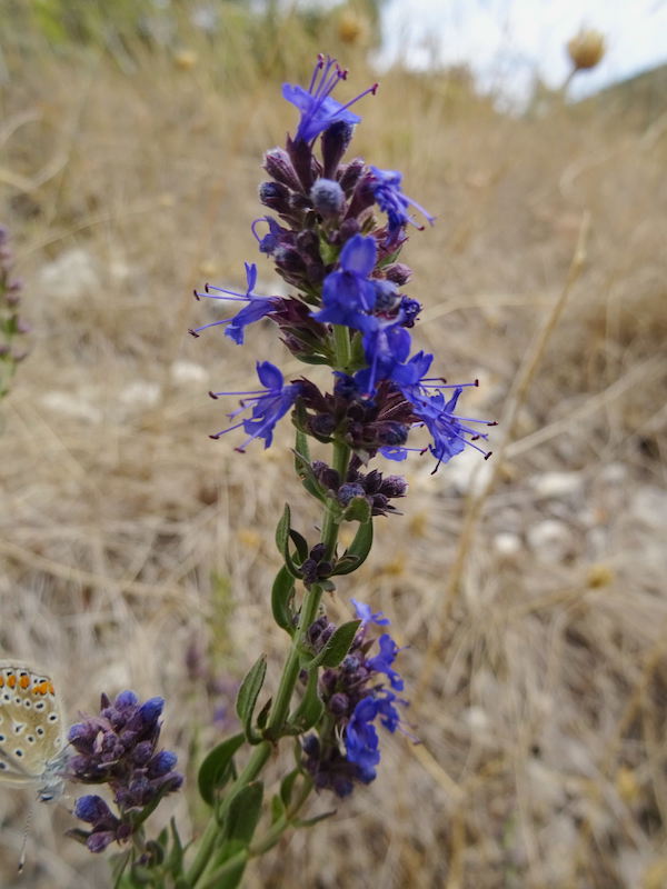 Annexe Hyssopus officinalis.jpg