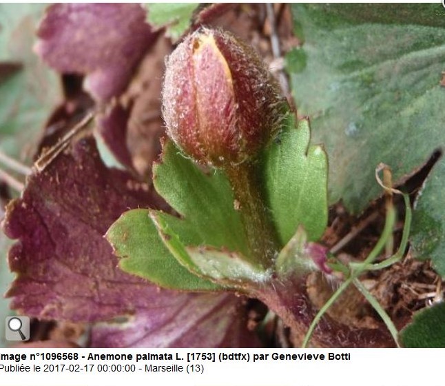 Annexe Anemone palmata (vulnérable) (2).JPG