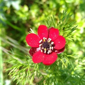 Annexe Adonis annua Clarysse Leproux.jpg