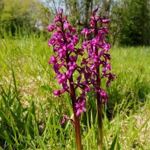 Annexe Anacamptis palustris 2.jpg