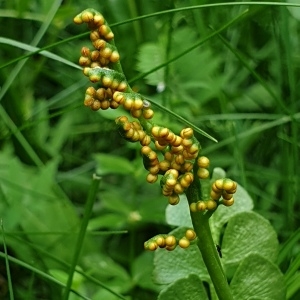 Annexe Botrychium lunaria.jpg