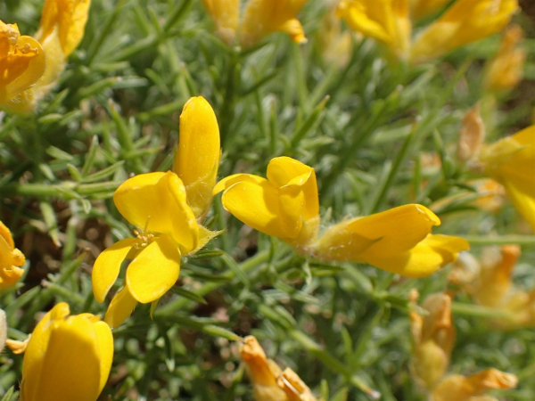 Annexe img_002125669L.jpg