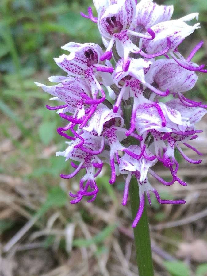 Annexe orchis simia.jpg